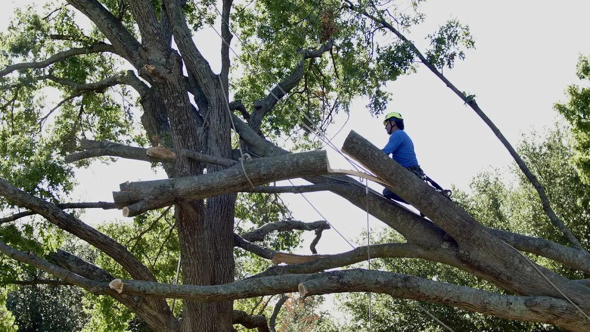 Professional Hazardous Tree Removal performed by certified arborists in Channing