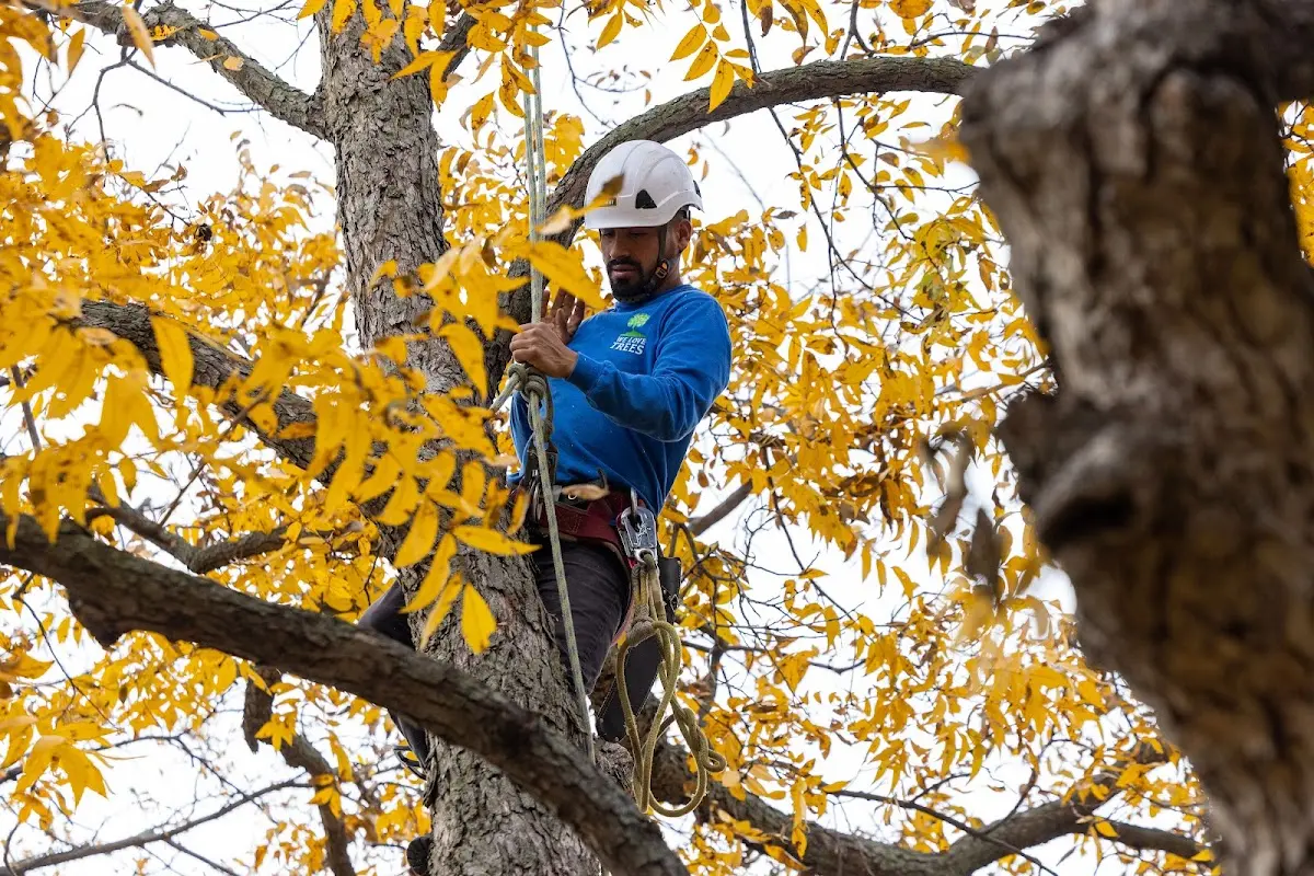 Skilled Dead Tree Removal crew working in Channing